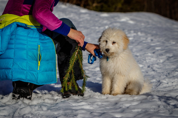 在一个阳光明媚的日子里，一只非常可爱的金色小狗坐在雪地里。图片下载