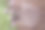 3月8日。妇女节快乐!木质背景上的郁金香卡片图片下载