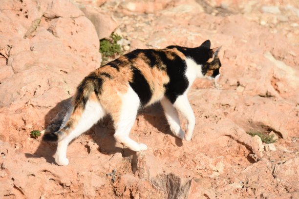 你的鞋图片下载