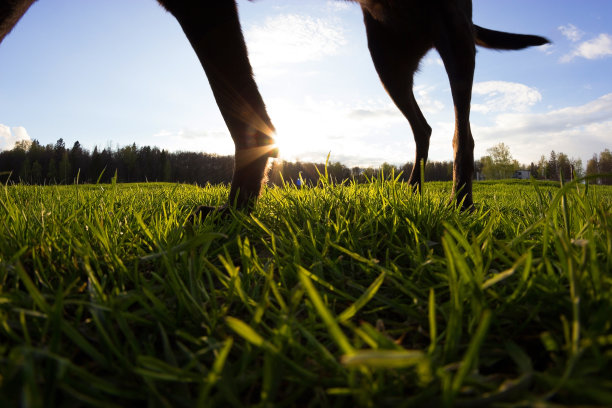 狗。不寻常的角度图片下载