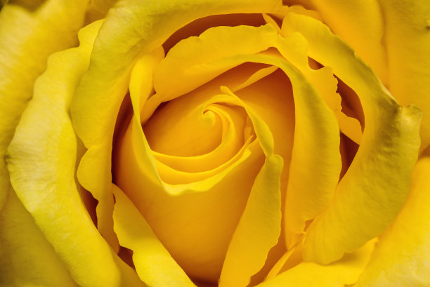 美丽的黄玫瑰花，特写聚焦堆叠花瓣，质地柔软图片下载