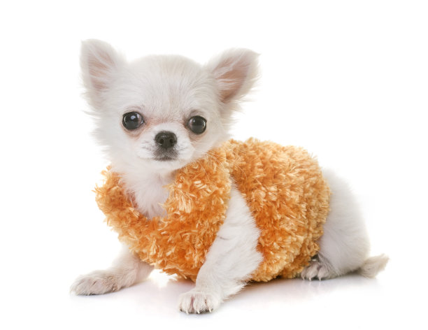 小狗吉娃娃图片下载