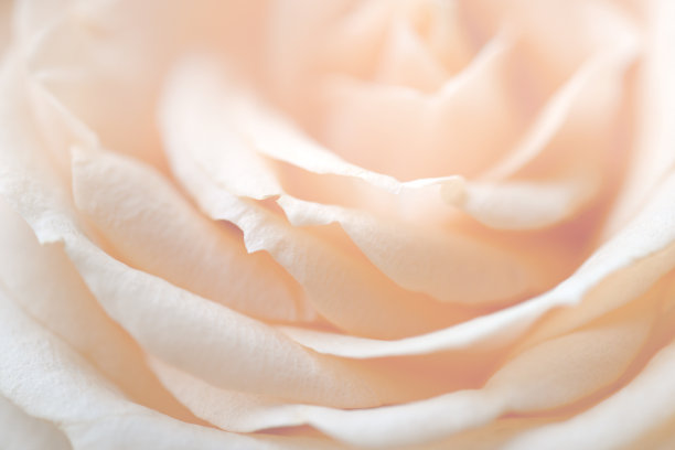 玫瑰花照片素材ID：312856434