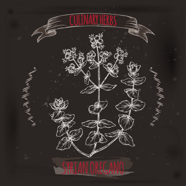 叙利亚牛至，亦称扎塔尔牛至或圣经牛膝草，叙利亚牛至，黑色手绘素描。图片下载