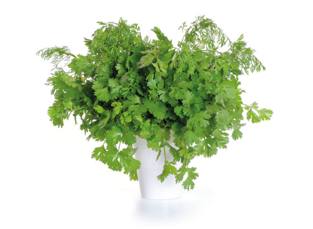 白色背景上的一束绿色香菜。图片下载