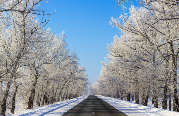 在阳光明媚的日子里，雪地里的森林小路图片下载