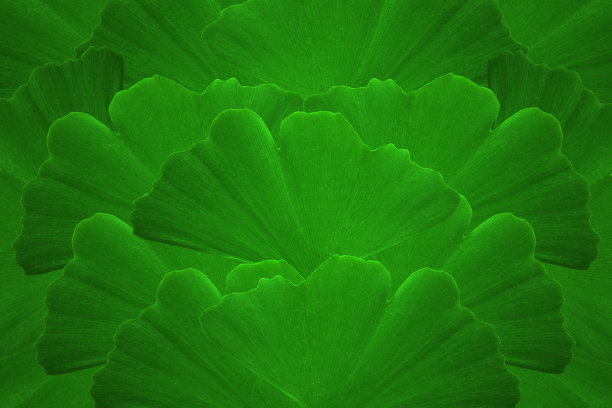 银杏叶是绿色的图片下载