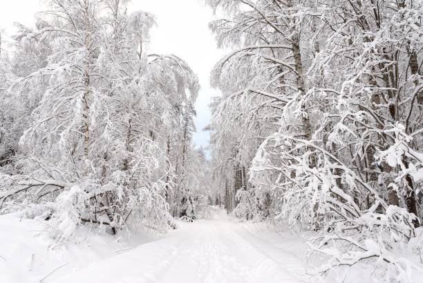 冬季森林中的雪路素材图片