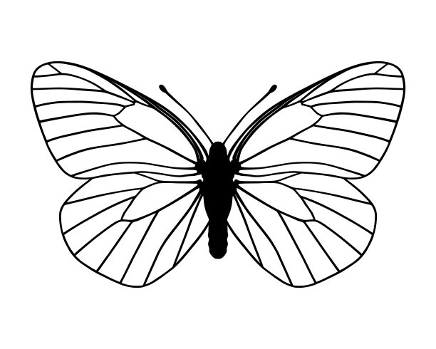 白色的蝴蝶图片下载