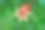 花园里的石榴果花图片下载