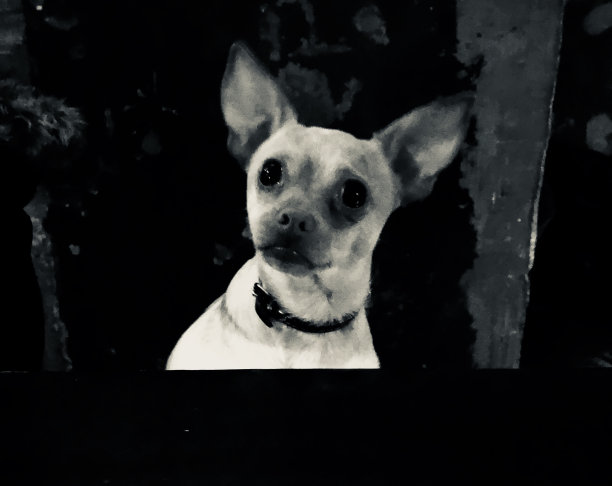 吉娃娃的画像图片下载