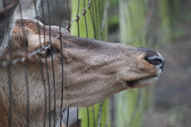 赫希库姆赞图片下载