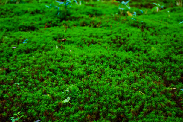 大量的苔藓图片下载