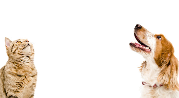 猫的肖像苏格兰直和狗俄罗斯猎犬素材图片