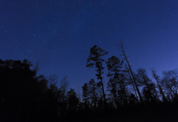有树和星星的夜空图片下载