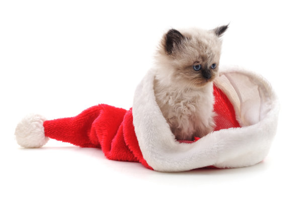 小猫戴着圣诞帽。图片下载