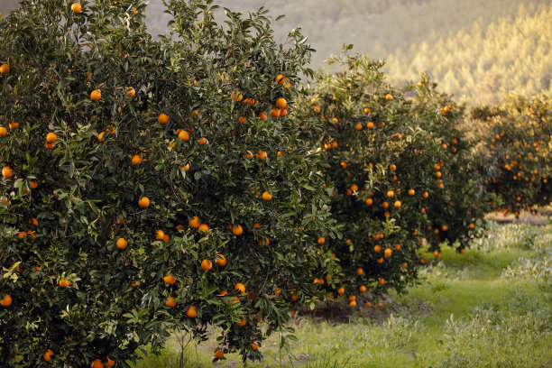 橘子树图片下载