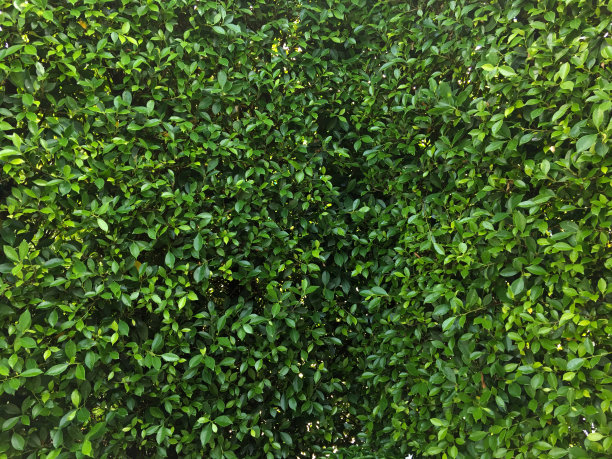 篱笆绿叶合拢。图片下载