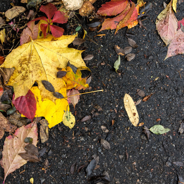 秋天树叶,沥青图片下载