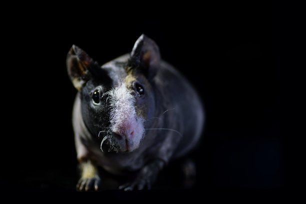 瘦削的豚鼠黑色背景图片下载