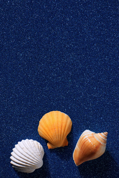 蓝色沙滩上的贝壳。图片下载