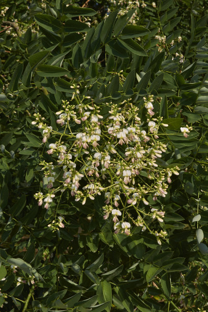 甲基苯丙胺图片下载