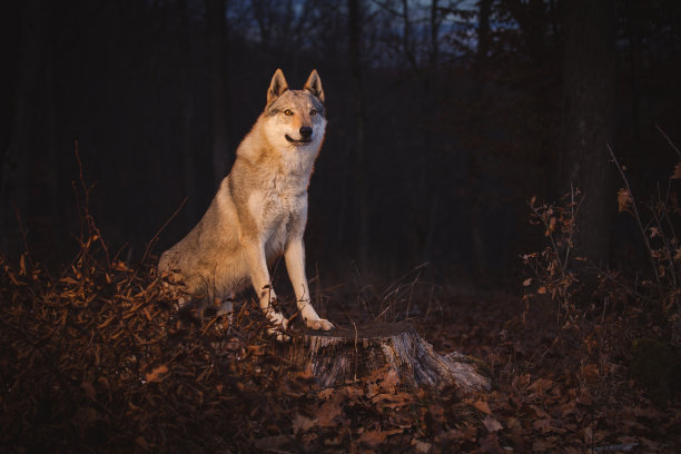 捷克斯洛伐克Wolfdog图片下载