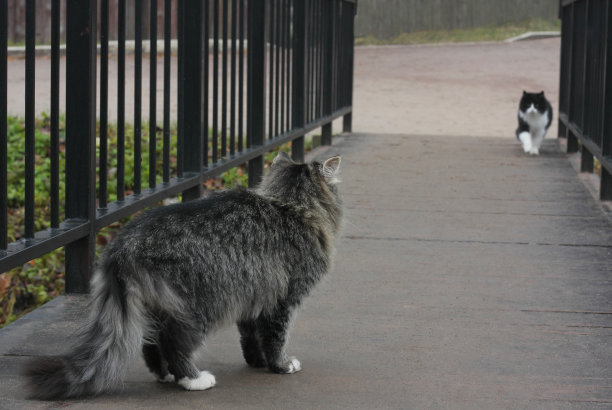 灰色毛茸茸的猫和黑白猫在一座小桥上相遇图片下载