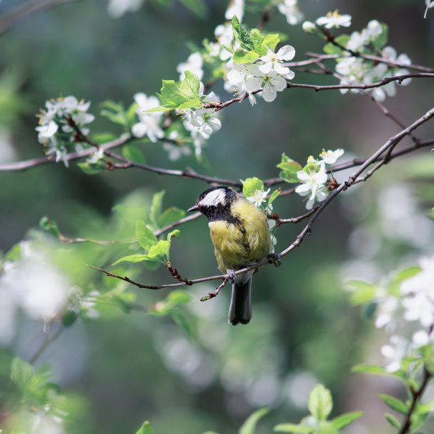 美丽的小鸟在春天樱花和五月花园的树枝上图片下载