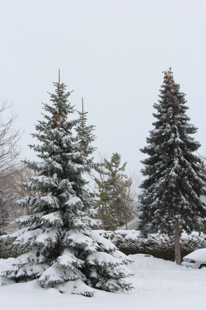 雪在树上图片下载