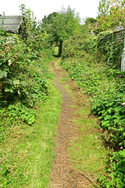 部分杂草丛生的城市人行道图片下载