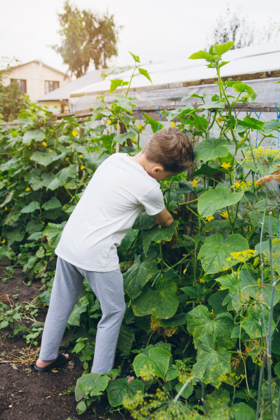 男孩拿着刚从花园里摘下来的黄瓜。图片下载