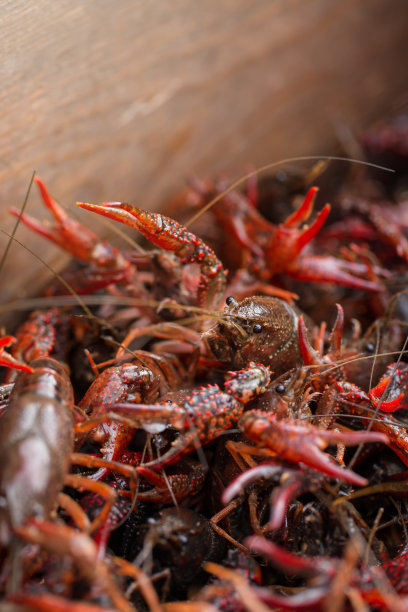 住小龙虾素材图片