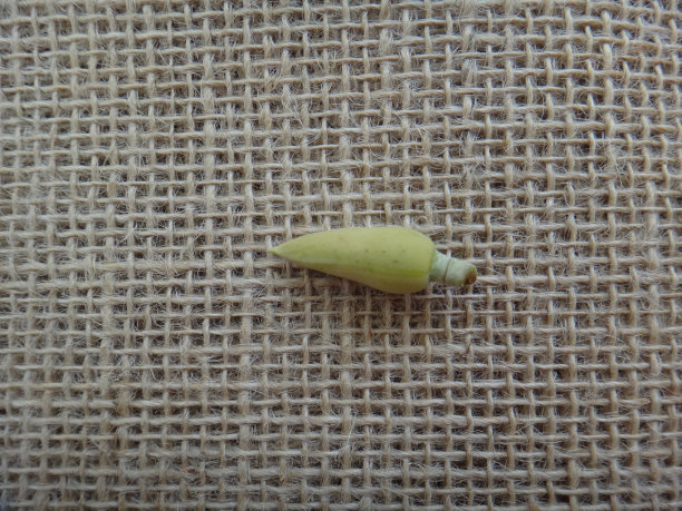 金柏树花蕾-黄麻背景图片下载