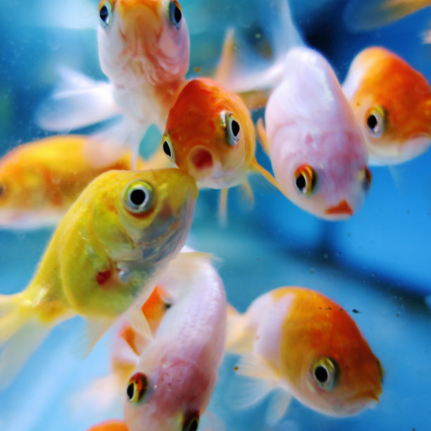 金鱼簇拥在水族馆的玻璃周围图片下载