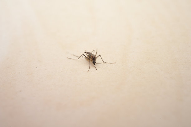 把蚊子关起来。图片下载