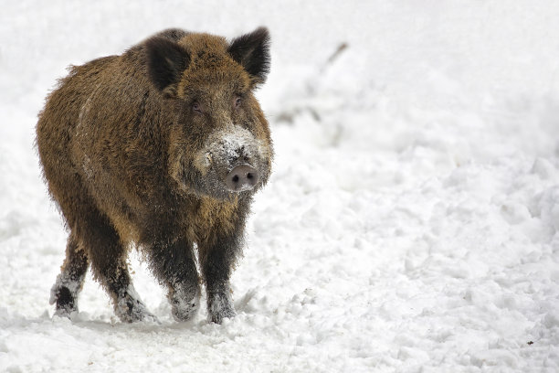 冬天的野猪图片下载