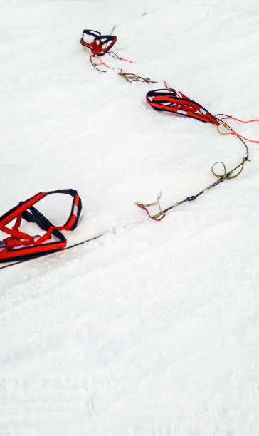 狗用胸背带图片下载