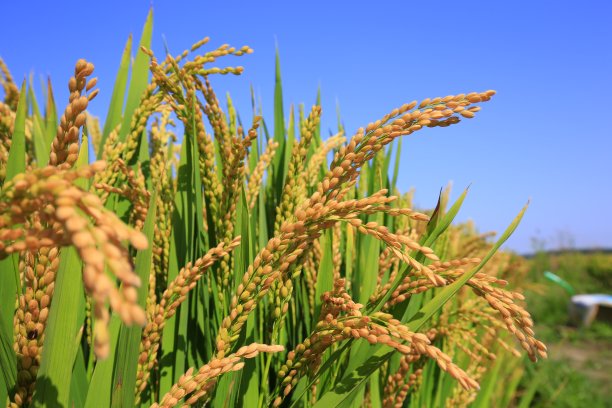 秋天的稻田图片下载