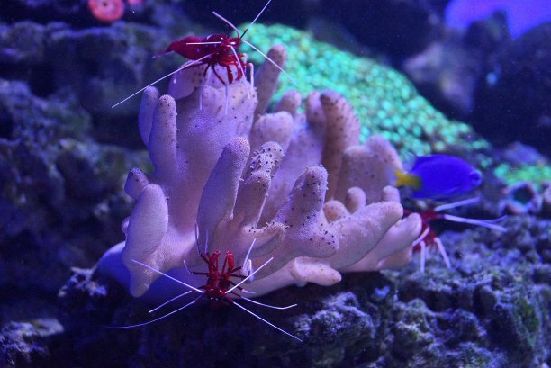 底部围栏上的红虾图片下载