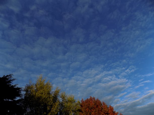 蓝天下的树基地。图片下载