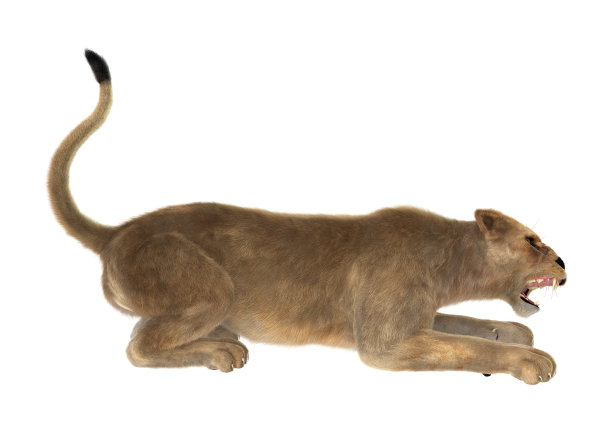 3D渲染雌狮子在白色图片下载