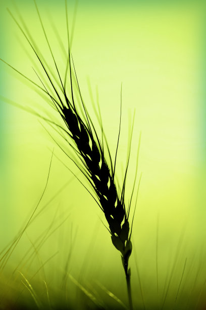 绿色背景下的谷物穗(背光)图片下载