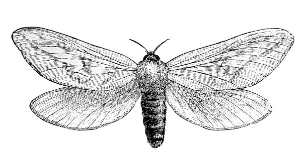 鬼蛾(Hepialus humuli)，也被称为鬼飞蛾图片下载