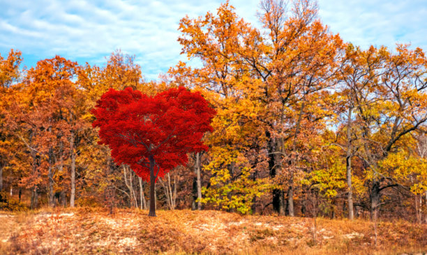 红色的心形树图片下载