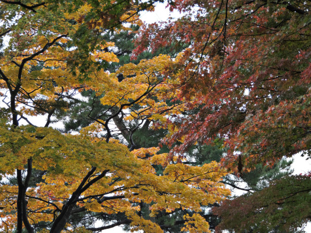 秋天五颜六色的枫叶。图片下载