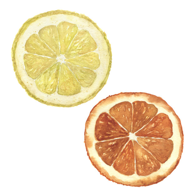 水彩橙色和柠檬集。手绘柑橘食品插图孤立在白色背景。植物插画设计素材图片