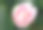 山茶花图片素材ID：312942342