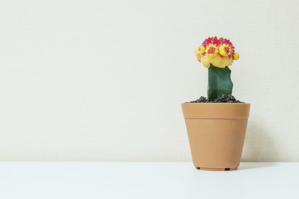 特写鲜色仙人掌在棕色塑料锅上装饰在模糊的木质白色书桌和墙壁纹理背景在房间里以黑白调与复制空间图片下载