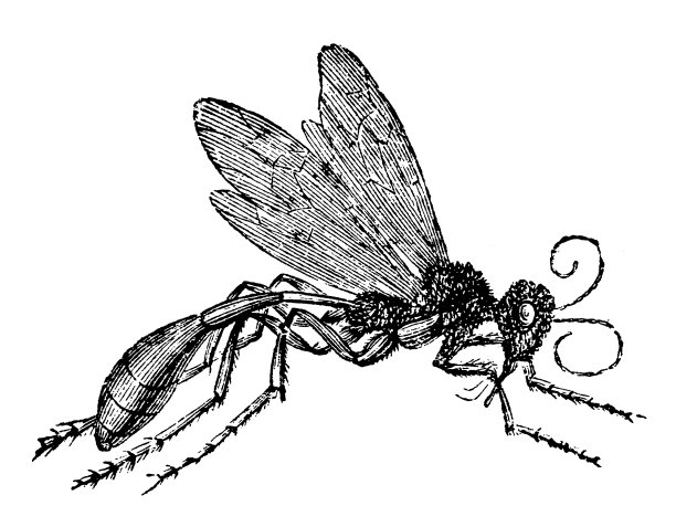 红条沙黄蜂图片下载